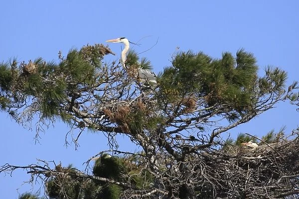 Grey Heron - in tree. Camargue - Bouches du Rhone - France
