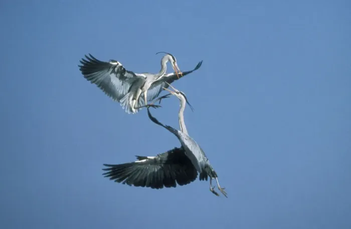 Framed Print : Grey Heron USH 507 2 birds in aerial combat Ardea cinerea © Duncan Usher  /  ardea. com