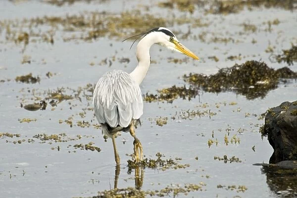 Grey Heron - Back view looking right in water - Mull - Scotland