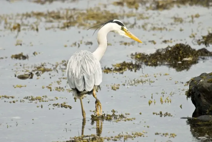 Framed Print : Grey Heron - Back view looking right in water - Mull - Scotland Framed Print : Grey Heron - Back view looking right in water - Mull - Scotland