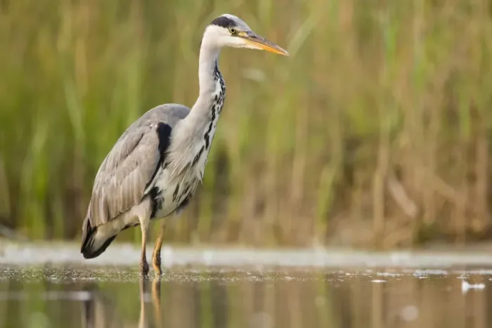 Framed Print : Grey Heron Waiting in shallow water for passing fish Cleveland. UK Framed Print : Grey Heron Waiting in shallow water for passing fish Cleveland. UK