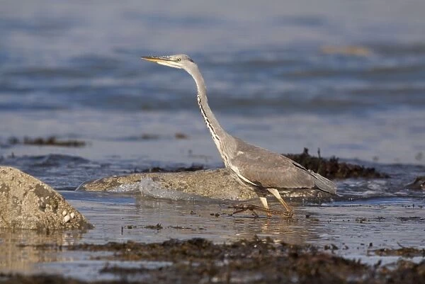 Grey Heron - walking through rockpools looking for food - Shell Island - North Wales - UK