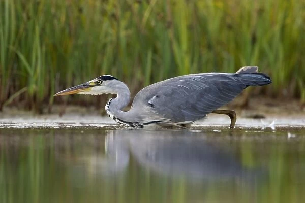 Grey Heron Waterlevel perspective of bird stalking fish in shallow water. Cleveland. UK