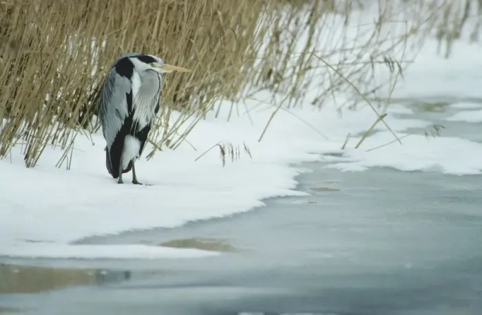 Framed Print : Grey Heron in winter in snow by lake