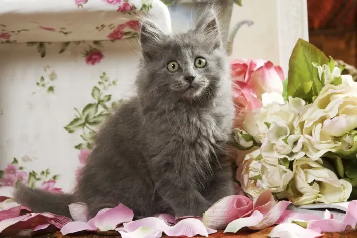 Framed Print : Grey Kitten - two months old Framed Print : Grey Kitten - two months old
