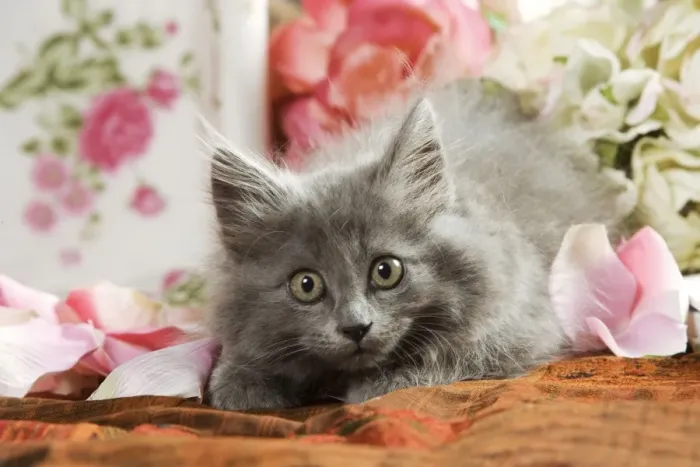 Framed Print : Grey Kitten - two months old