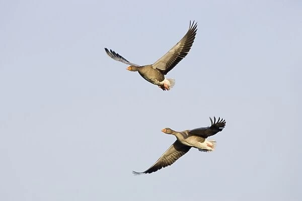 Grey Lag Geese. Two birds in-flight Cleveland, UK