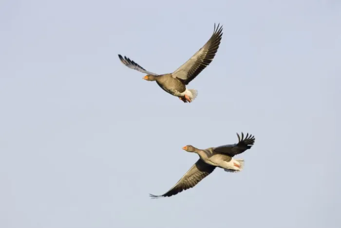 Framed Print : Grey Lag Geese. Two birds in-flight Cleveland, UK