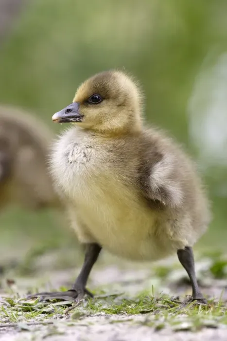 Framed Print : Grey Lag Goose young