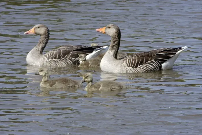 Framed Print : Grey Lag Goose with youngs Framed Print : Grey Lag Goose with youngs