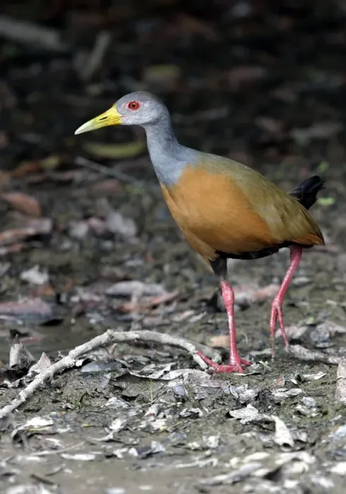 Framed Print : Grey necked Wood Rail Framed Print : Grey necked Wood Rail