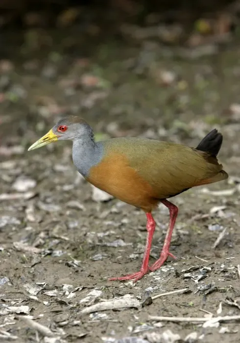 Framed Print : Grey necked Wood Rail Framed Print : Grey necked Wood Rail