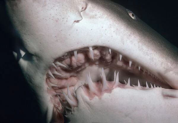 Grey Nurse Shark - Very close shot of Grey Nurse teeth. Seal Rocks, NSW. Australia GNS-011