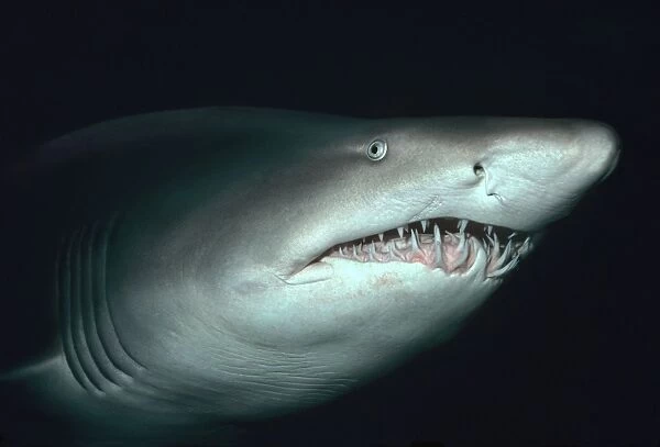 Grey Nurse Shark - Close shot underwater showing dramatic teeth of Grey Nurse. Seal Rocks. New South Wales. Australia GNS-015