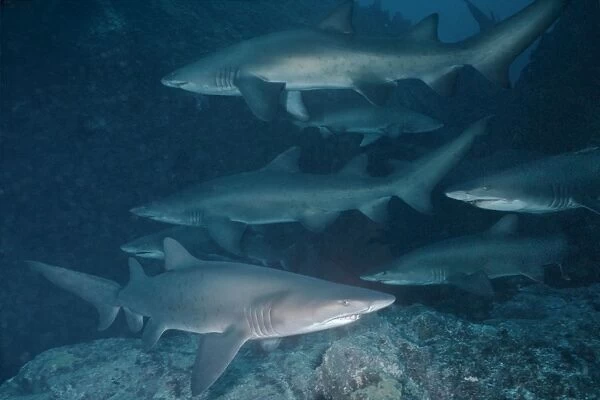 Grey Nurse Shark - School of sharks resting in their favourite location during daytime. They hunt at night. Seal Rocks. New South Wales. Australia GNS-002