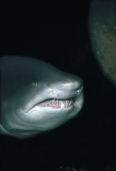 Grey Nurse Shark - Shark coming towards camera underwater. Seal Rocks, New South Wales. Australia GNS-016