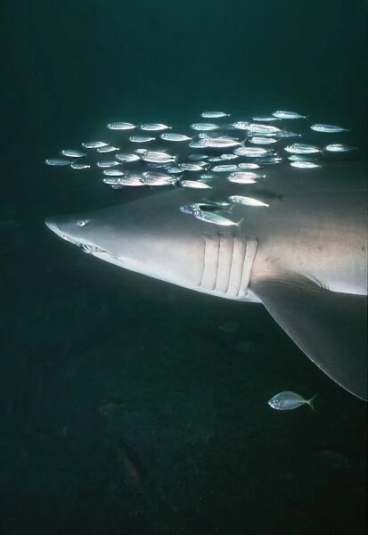 Grey Nurse Shark - Shark is swimming with school of Herring. This is not uncommon. Several fish species will accompany sharks. Forster, New South Wales. Australia GNS-005