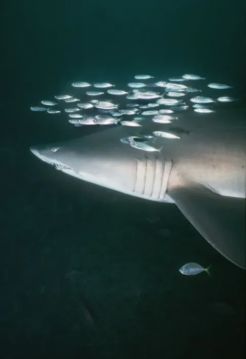 Framed Print : Grey Nurse Shark - Shark is swimming with school of Herring. This is not uncommon. Several fish species will accompany sharks. Forster, New South Wales. Australia GNS-005 Framed Print : Grey Nurse Shark - Shark is swimming with school of Herring. This is not uncommon. Several fish species will accompany sharks. Forster, New South Wales. Australia GNS-005