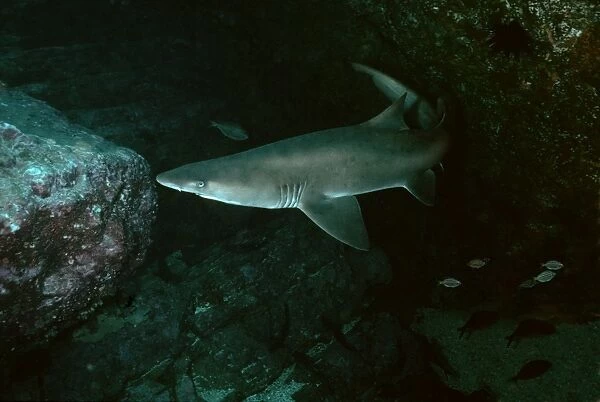 Grey Nurse Shark - This species is inactive during the day. They drift around the same location day after day. Seal Rocks. New South Wales, Australia GNS-020