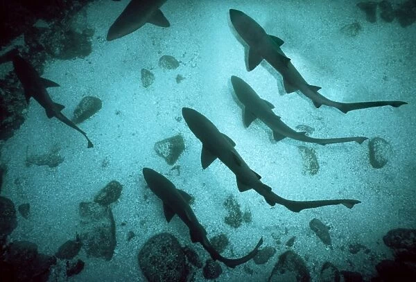 Grey Nurse Sharks - School of sharks drifting just above the sandy sea floor. This species maintains gas in stomach for neutral buoyancy. Seal Rocks. New South Wales. Australia. GNS-014
