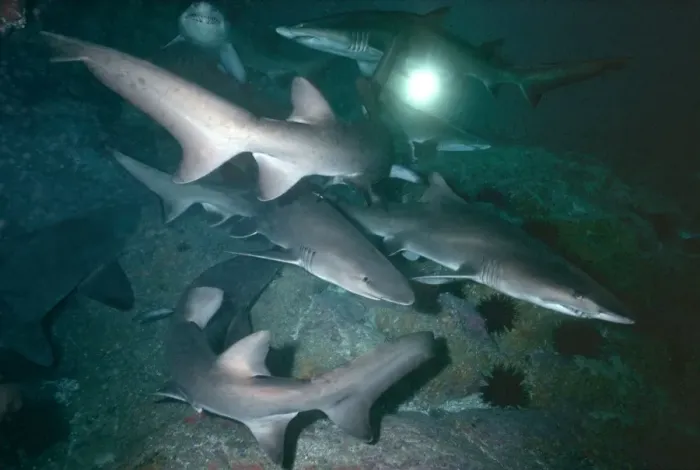 Framed Print : Grey Nurse Sharks - School of sharks resting in cave during the day. These sharks are becoming very rare and are near extincion off the east coast of Australia. Seal Rocks, New South Wales, Australia GNS-001 Framed Print : Grey Nurse Sharks - School of sharks resting in cave during the day. These sharks are becoming very rare and are near extincion off the east coast of Australia. Seal Rocks, New South Wales, Australia GNS-001