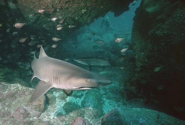 Grey Nurse Sharks - Sharks in cave. Grey Nurse off the east coast are becoming rare. Seal Rocks, New South Wales. Australia. GNS-003
