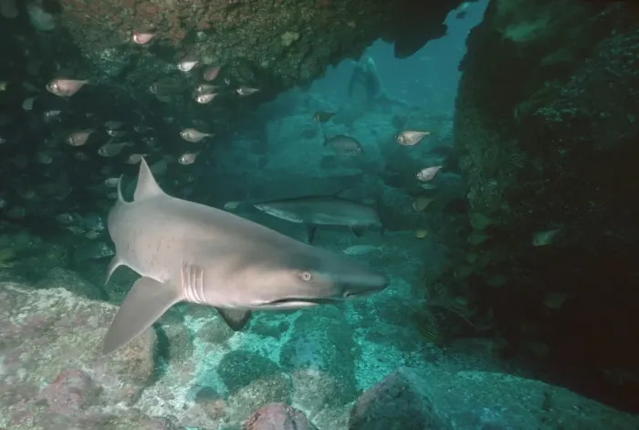 Framed Print : Grey Nurse Sharks - Sharks in cave. Grey Nurse off the east coast are becoming rare. Seal Rocks, New South Wales. Australia. GNS-003 Framed Print : Grey Nurse Sharks - Sharks in cave. Grey Nurse off the east coast are becoming rare. Seal Rocks, New South Wales. Australia. GNS-003