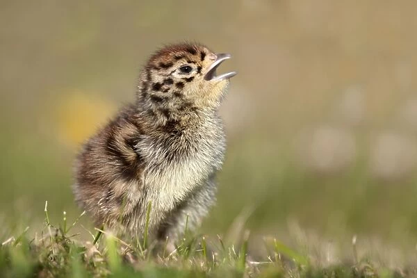 Grey Partridge - chick - Cornwall - UK