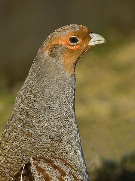 Grey Partridge - close-up of male in early spring showing red bare patches below the eye, February, Gooderstone, Norfolk, U. K