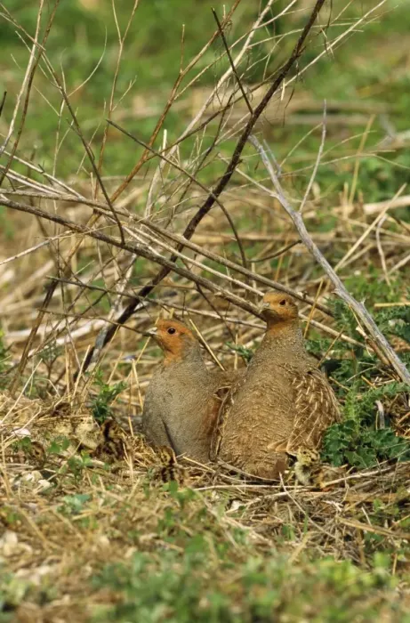 Framed Print : Grey Partridge - cock left & hen right with newly fledged chicks Framed Print : Grey Partridge - cock left & hen right with newly fledged chicks