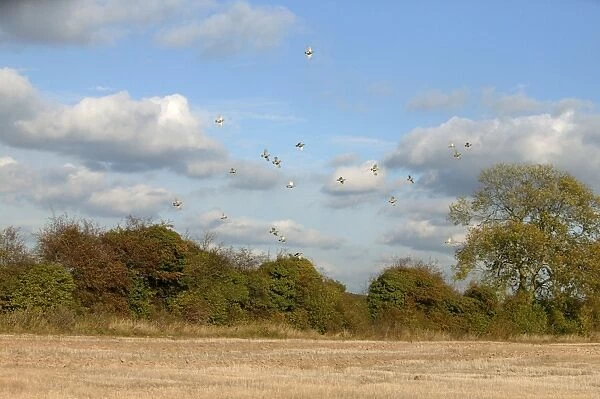 Grey Partridge - covery flying over Hawthorne hedge -November - Narborough Norfolk UK