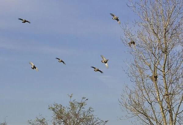 Grey Partridge - covey / flock flying over hedge, November. Hungry