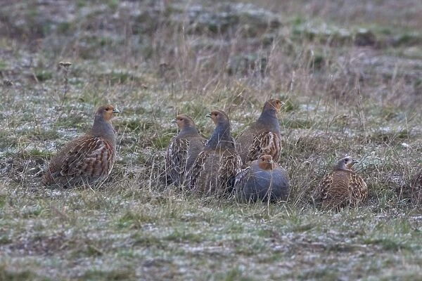 Grey Partridge Covey on frost covered grassland early morning, November. Narborough, Norfolk, U. k