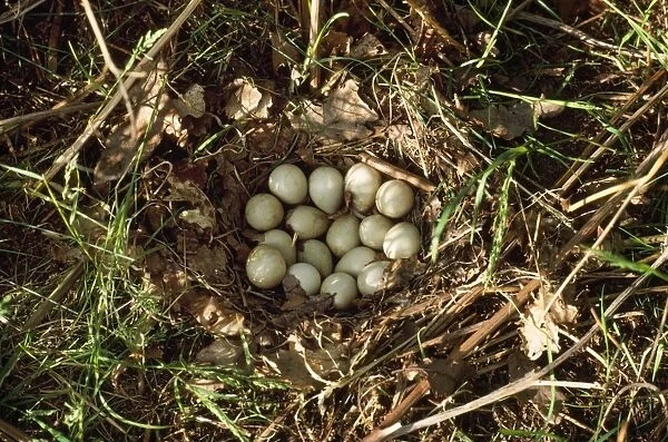Grey Partridge - eggs