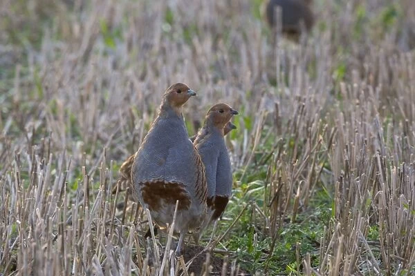Grey Partridge - family group standing in winter stubble field, October. Gooderstone, Norfolk, U. K