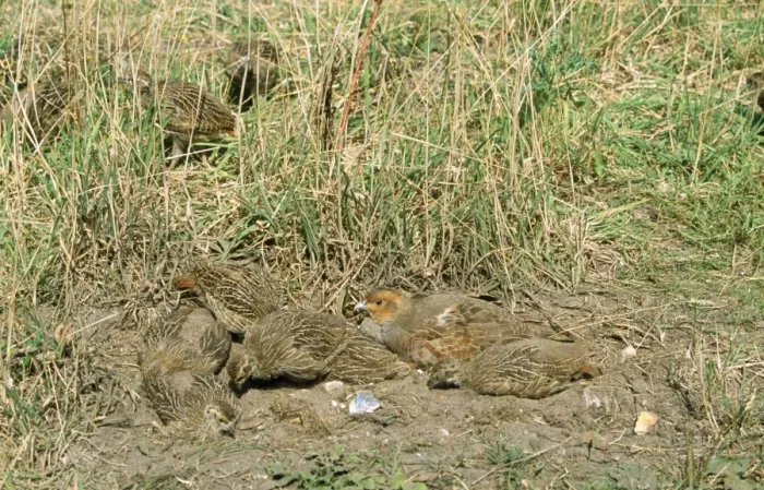 Framed Print : Grey Partridge - female & chicks dust bathing Framed Print : Grey Partridge - female & chicks dust bathing