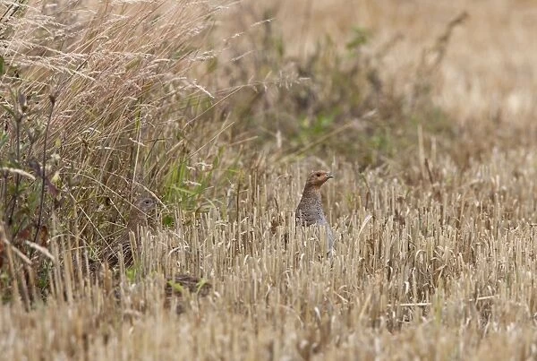 Grey Partridge - female on edge of barley stubble field with young - July - Gooderstone Noroflk UK
