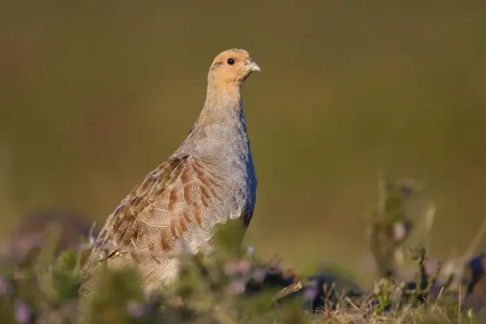 Framed Print : Grey Partridge On heather moor. Swaledale. Yorkshire Dales National Park. UK Framed Print : Grey Partridge On heather moor. Swaledale. Yorkshire Dales National Park. UK