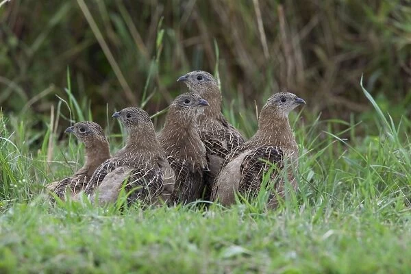 Grey Partridge - five Juveniles huddled together beside hedge bottom - July - Gooderstone Norfolk UK