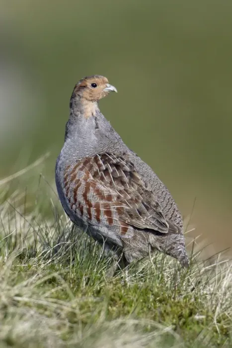 Framed Print : Grey Partridge - Male on alert Northumberland, England