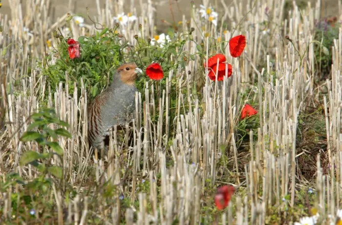 Framed Print : Grey Partridge - male in barley stubble field in the Autumn - Narborough - Norfolk - UK Framed Print : Grey Partridge - male in barley stubble field in the Autumn - Narborough - Norfolk - UK