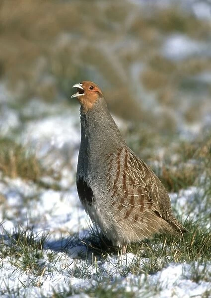 Grey Partridge - male calling on frost and snow covered grass, Februay. Gooderstone, Norfolk. U. K
