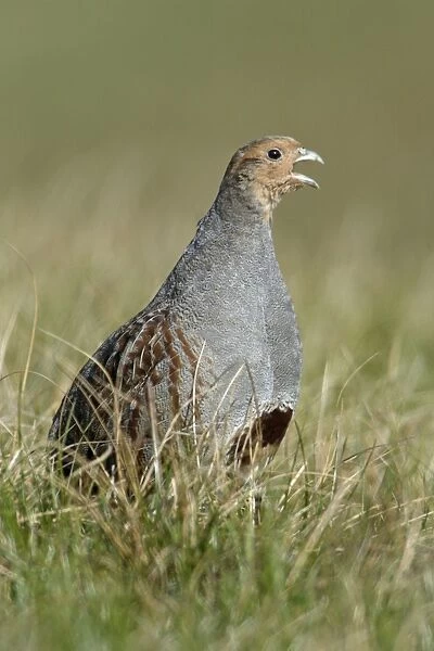 Grey Partridge Male calling in nesting territory Northumberland, England