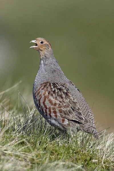 Grey Partridge - Male calling in nesting territory Northumberland, England