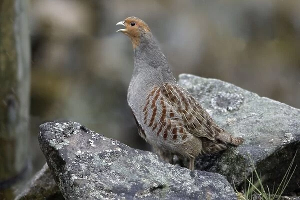 Grey Partridge - Male calling from stone-wall Northumberland, England