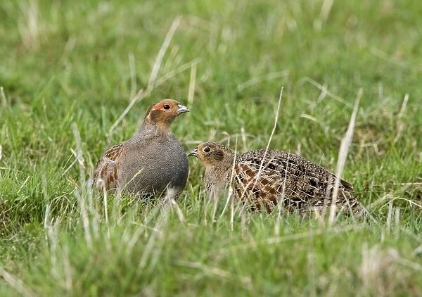 Grey Partridge - male and Female crouching on rough grassland, May. Gooderstone, Norfolk, U. K