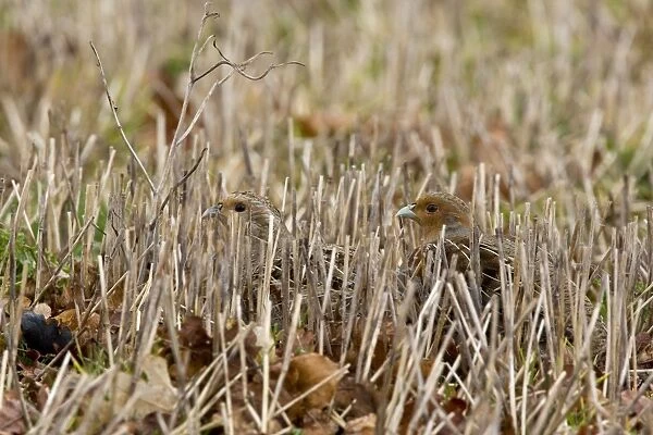 Grey Partridge - male and female crouching in winter stubble with Autumn leaves. March. Gooderstone, Norfolk, U. K