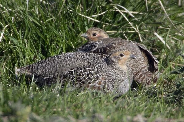 Grey Partridge - Male and female resting Northumberland, England