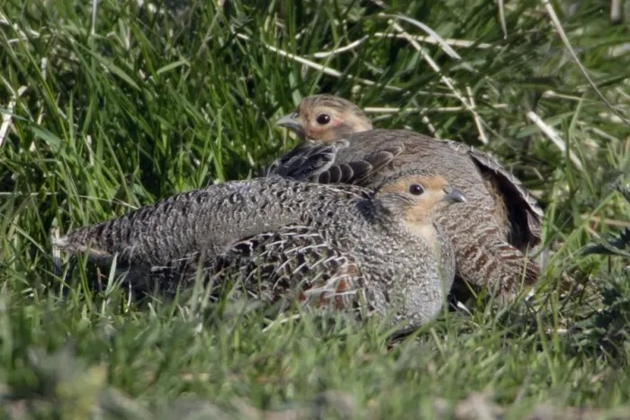 Framed Print : Grey Partridge - Male and female resting Northumberland, England