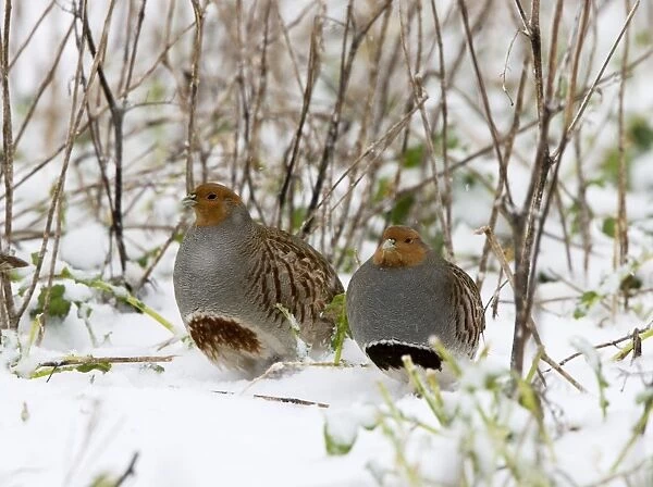 Grey Partridge - male and female in snow covered cover showing their horseshoe breasts, December. Narborough, Norfolk. U. K